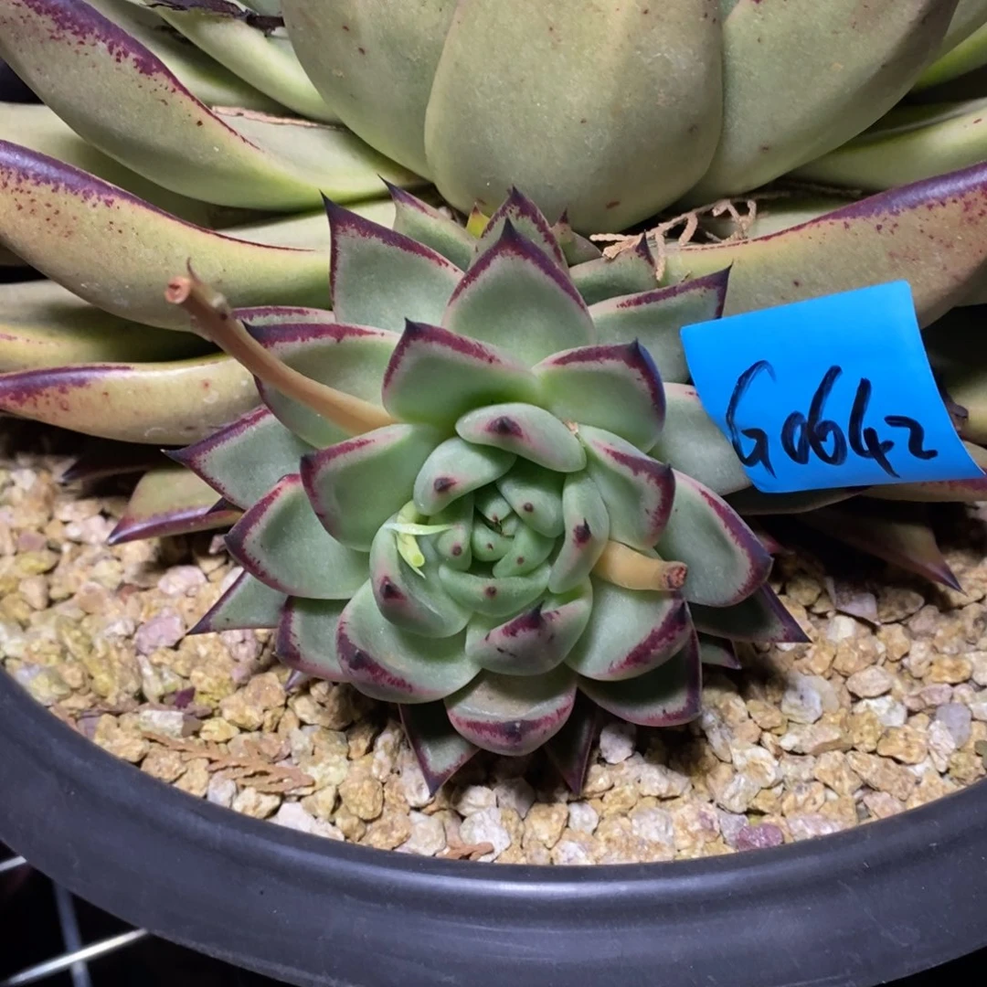 潮*太多肉植物多肉植物0642