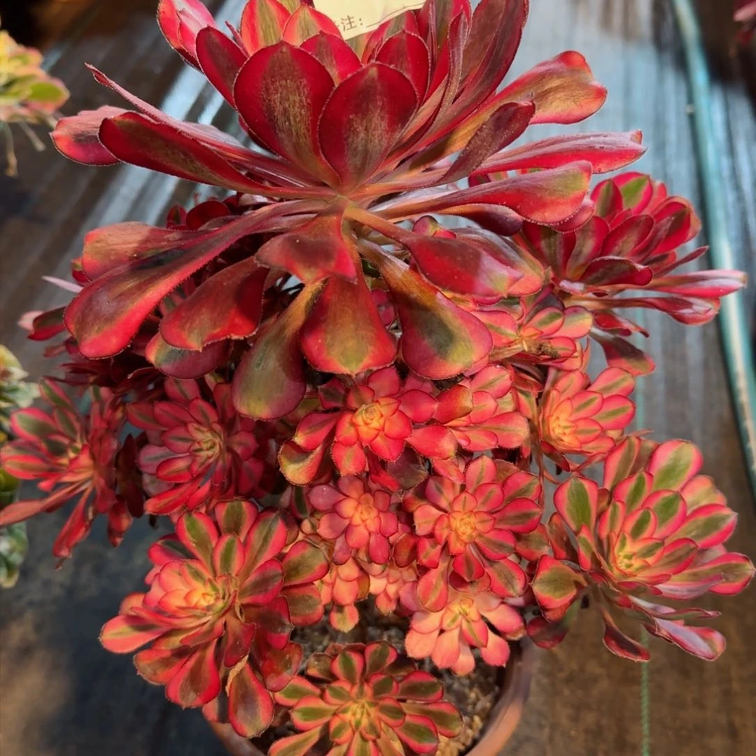 ?**?5852多肉香奈儿多肉多肉