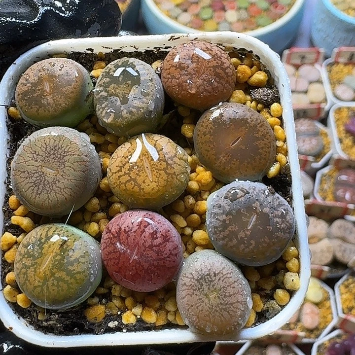 生石花23:：。    76号