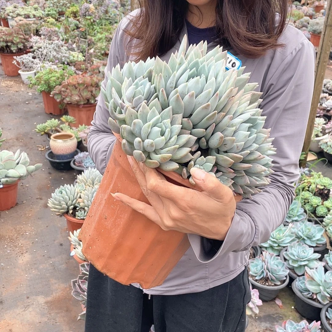 110胖美人 一物一拍