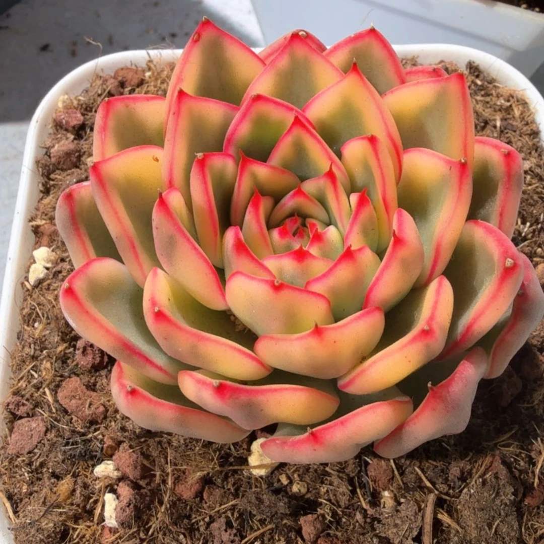 阿斯娜锦，锦上园艺