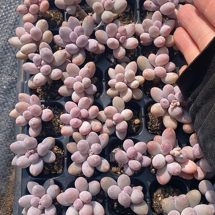 171-172 多肉植物盆栽花卉植物