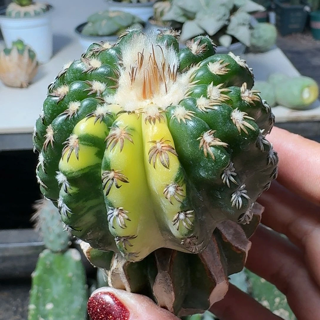 【闪购商品】无花朵奇特球锦