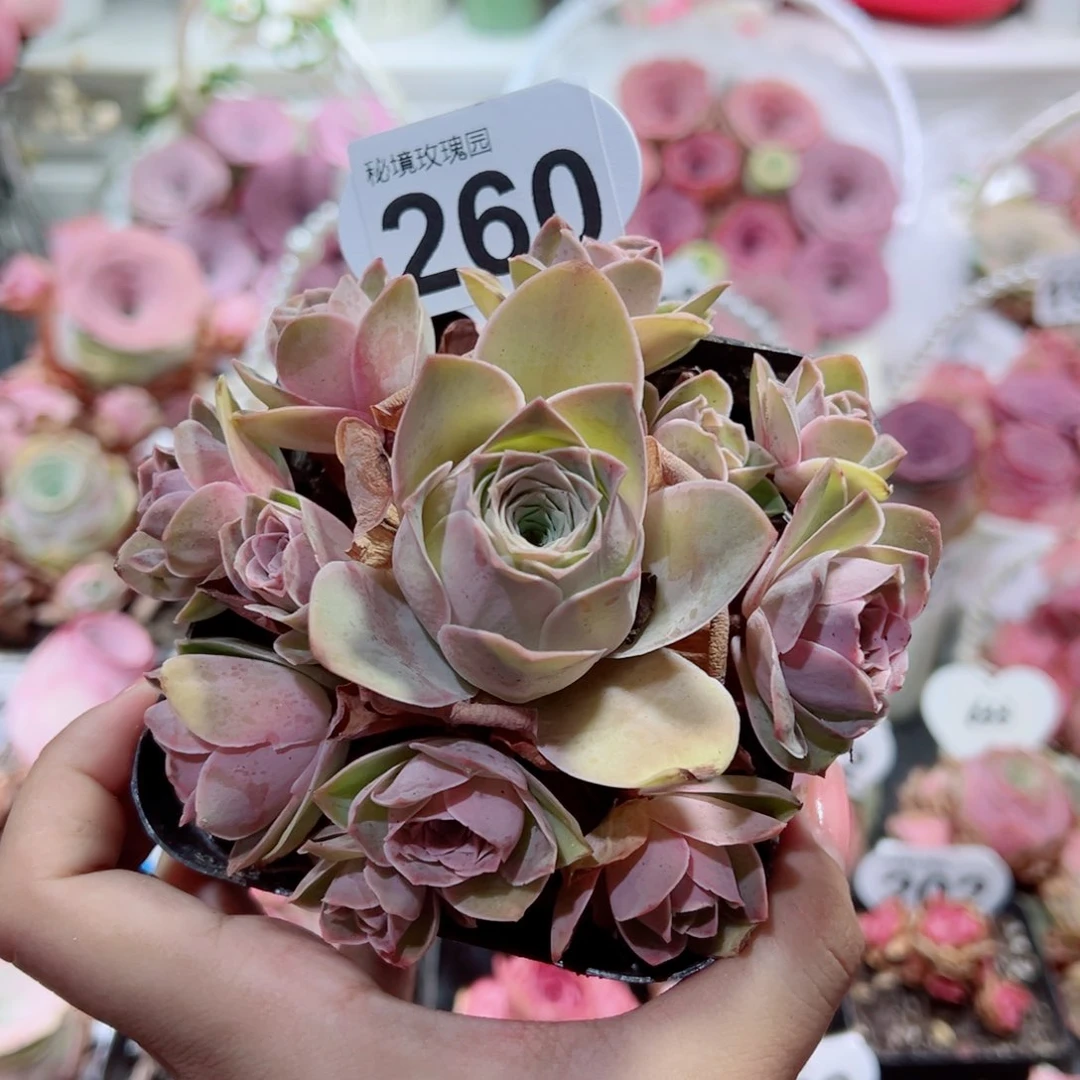 260艾丽斯完美手捧花。