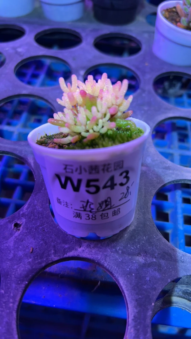 玲姐-假飞机株-多肉植物枝干番杏