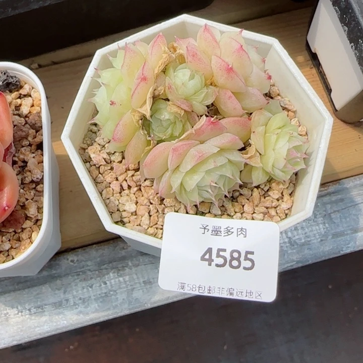 麦秆群，4585多肉植物