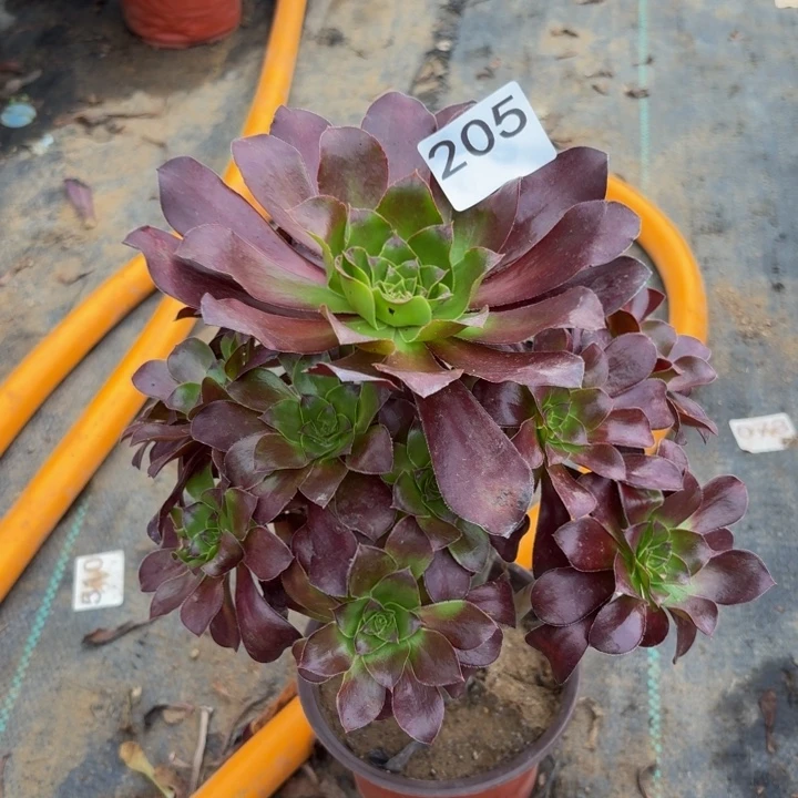巫毒多肉植物不包损205