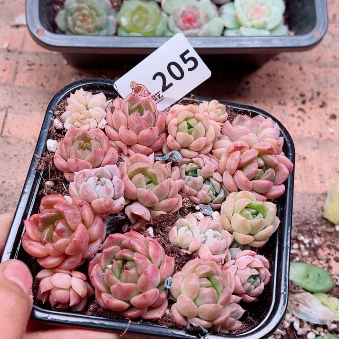 多肉植物多肉植物