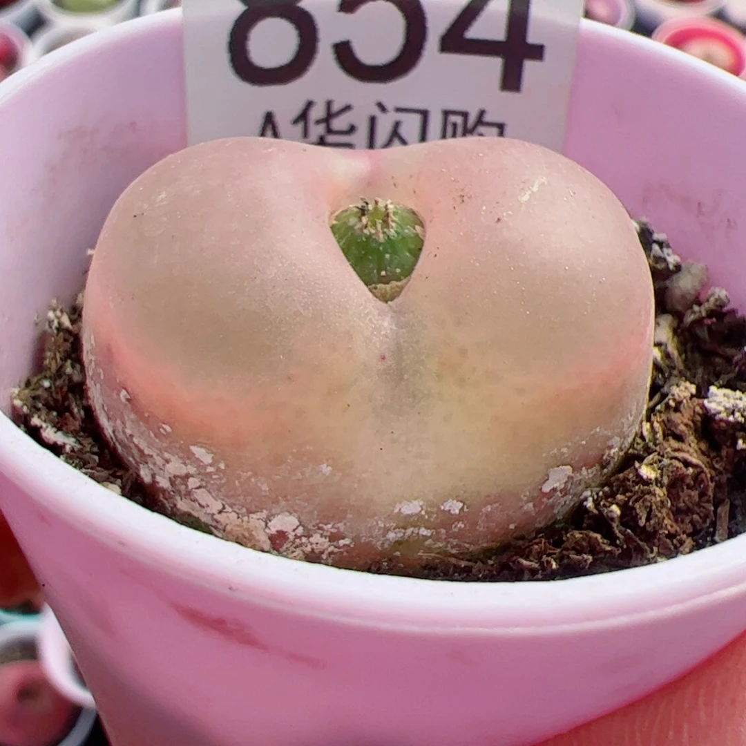 认****改我很喜欢这个A854