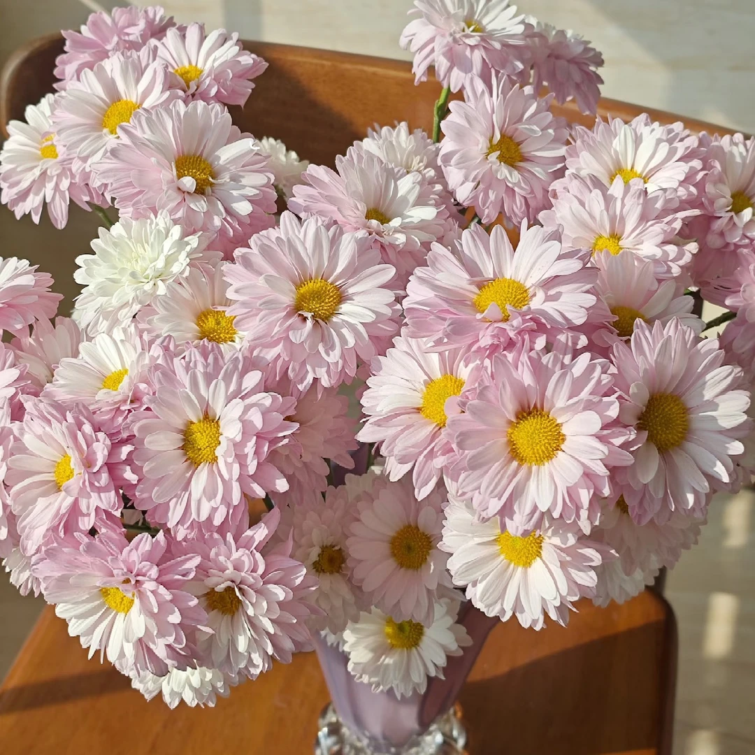 （汉城粉小菊）基地直发雏菊鲜花适合家居表白花期长可水养插花