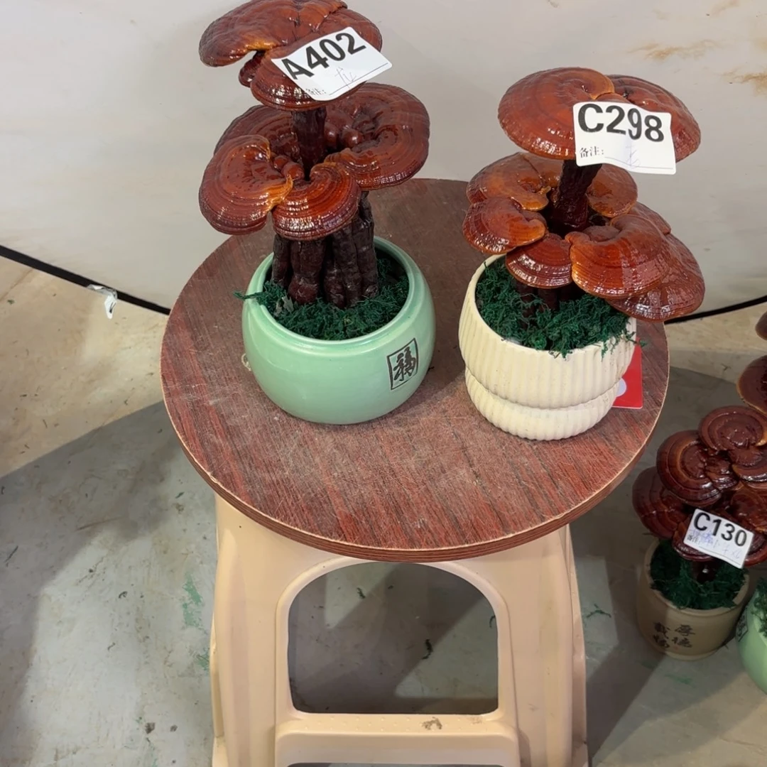 老***童灵芝盆景植物精华5555