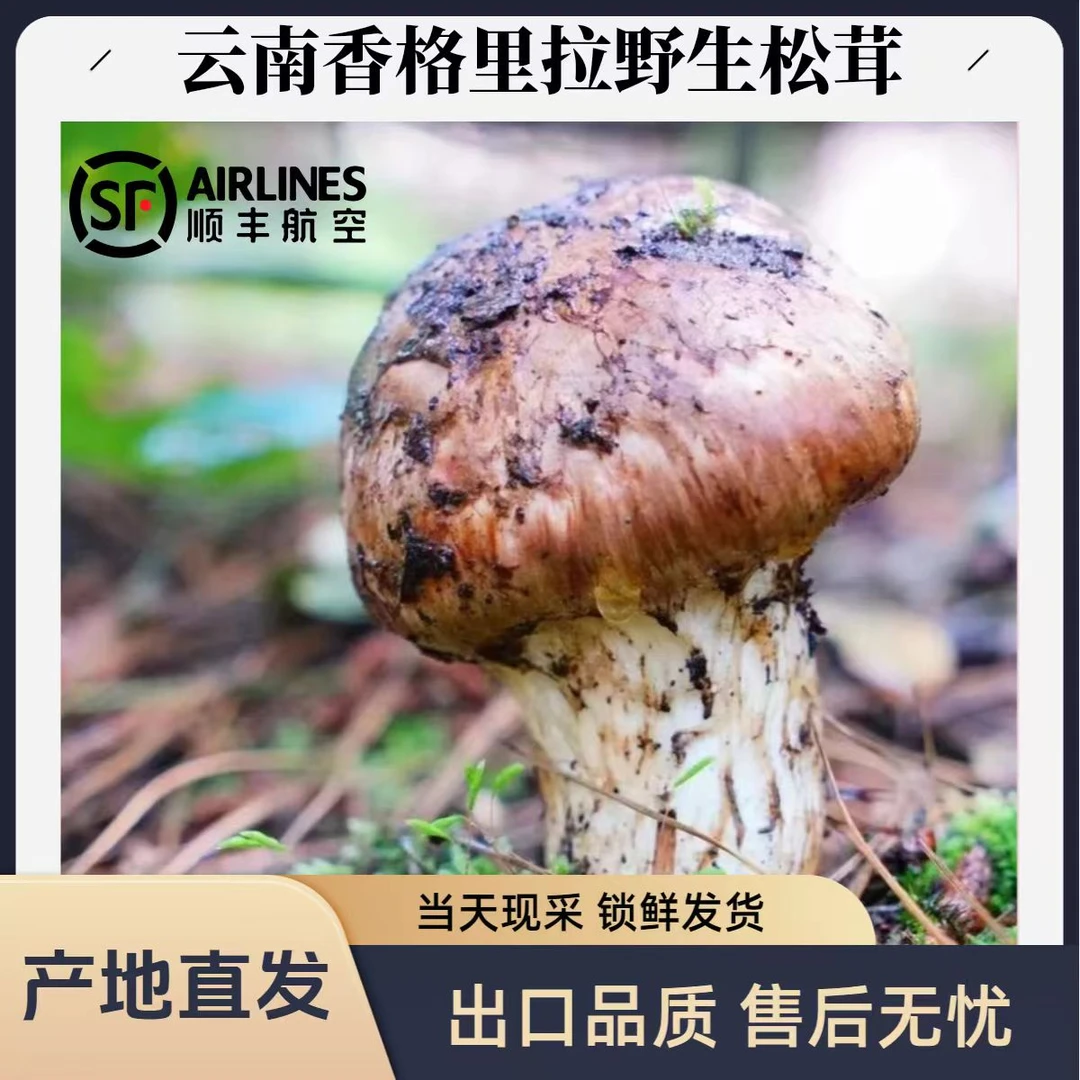 香格里拉松茸代购  现场挑货不售后（介意勿拍）顺丰冷链空运直发