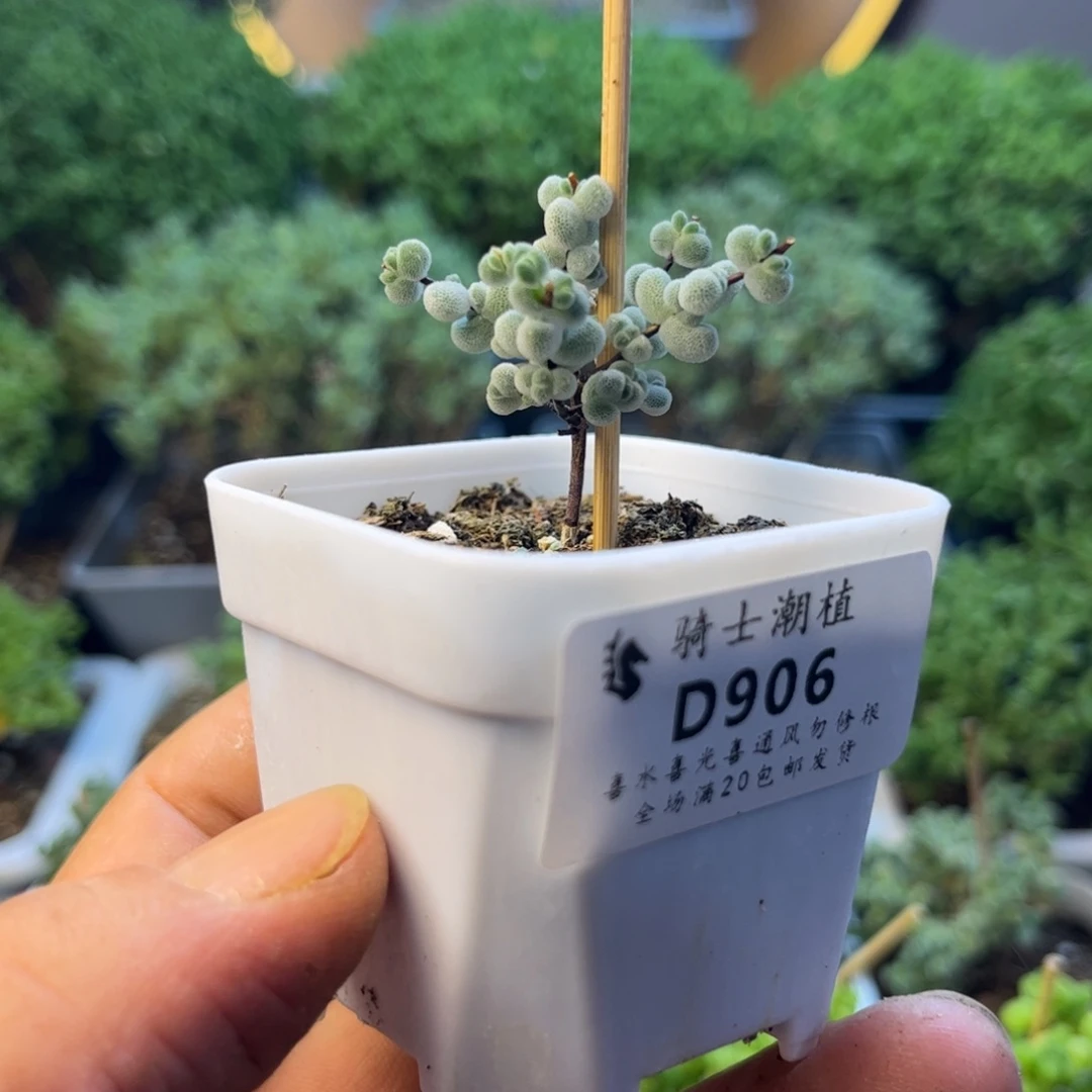 906实生优选白体莱斯