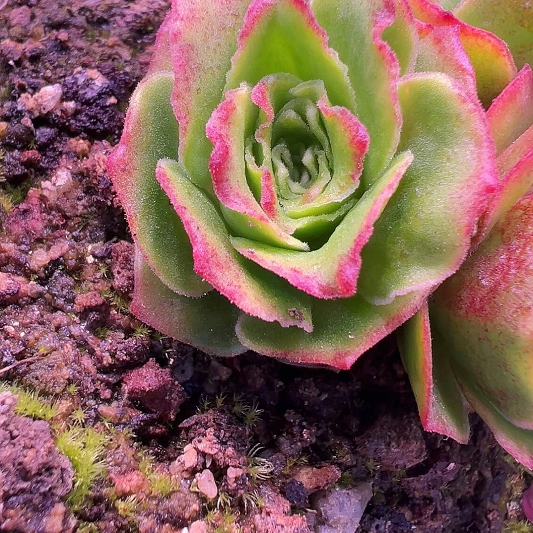 糖糖824龙母传奇 侧芽