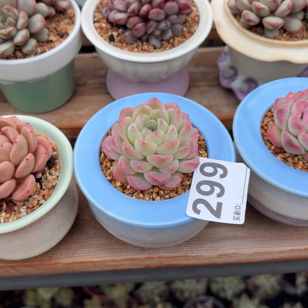 筱***夕素冰多肉带盆发货299