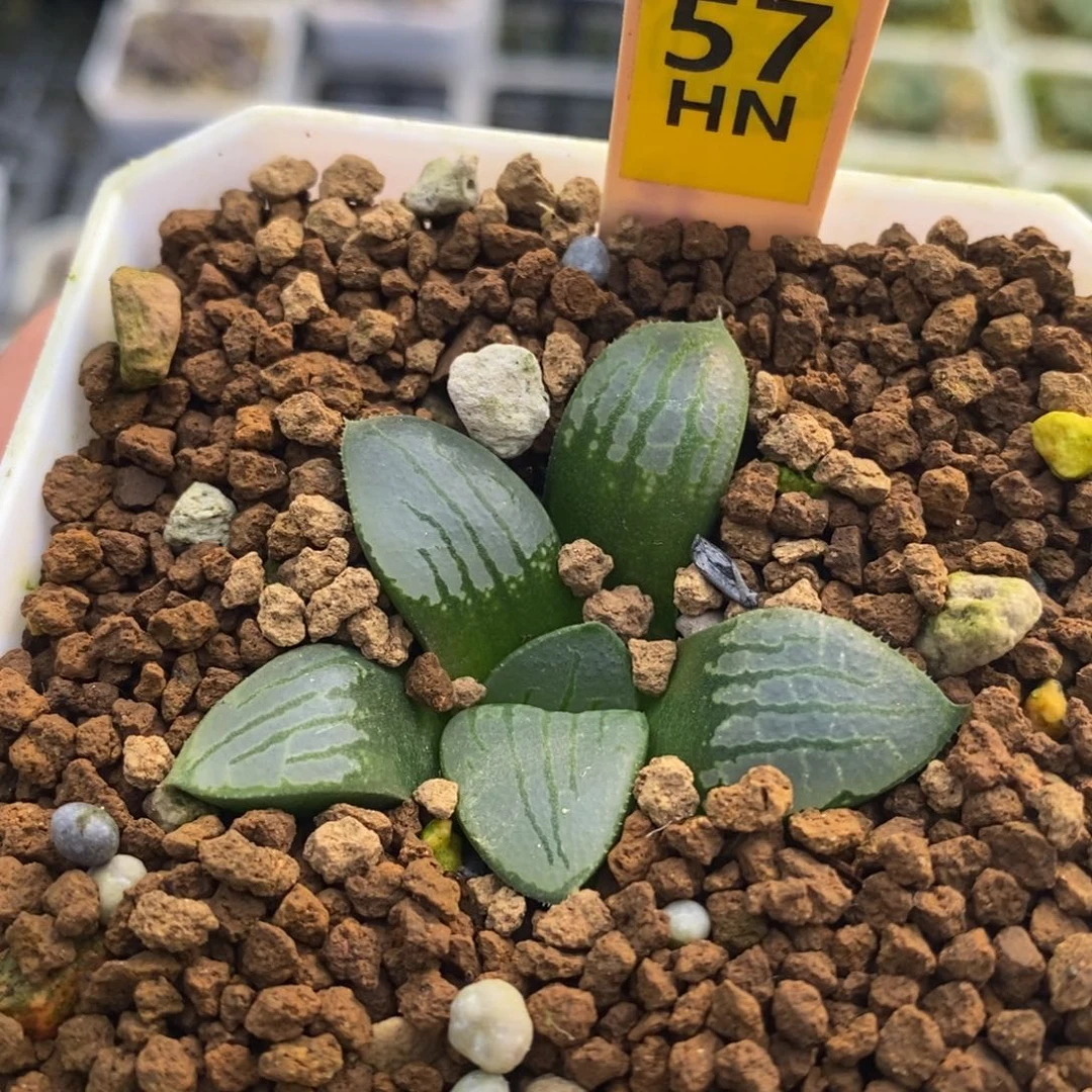 57白鸟潮凤十二卷多肉植物