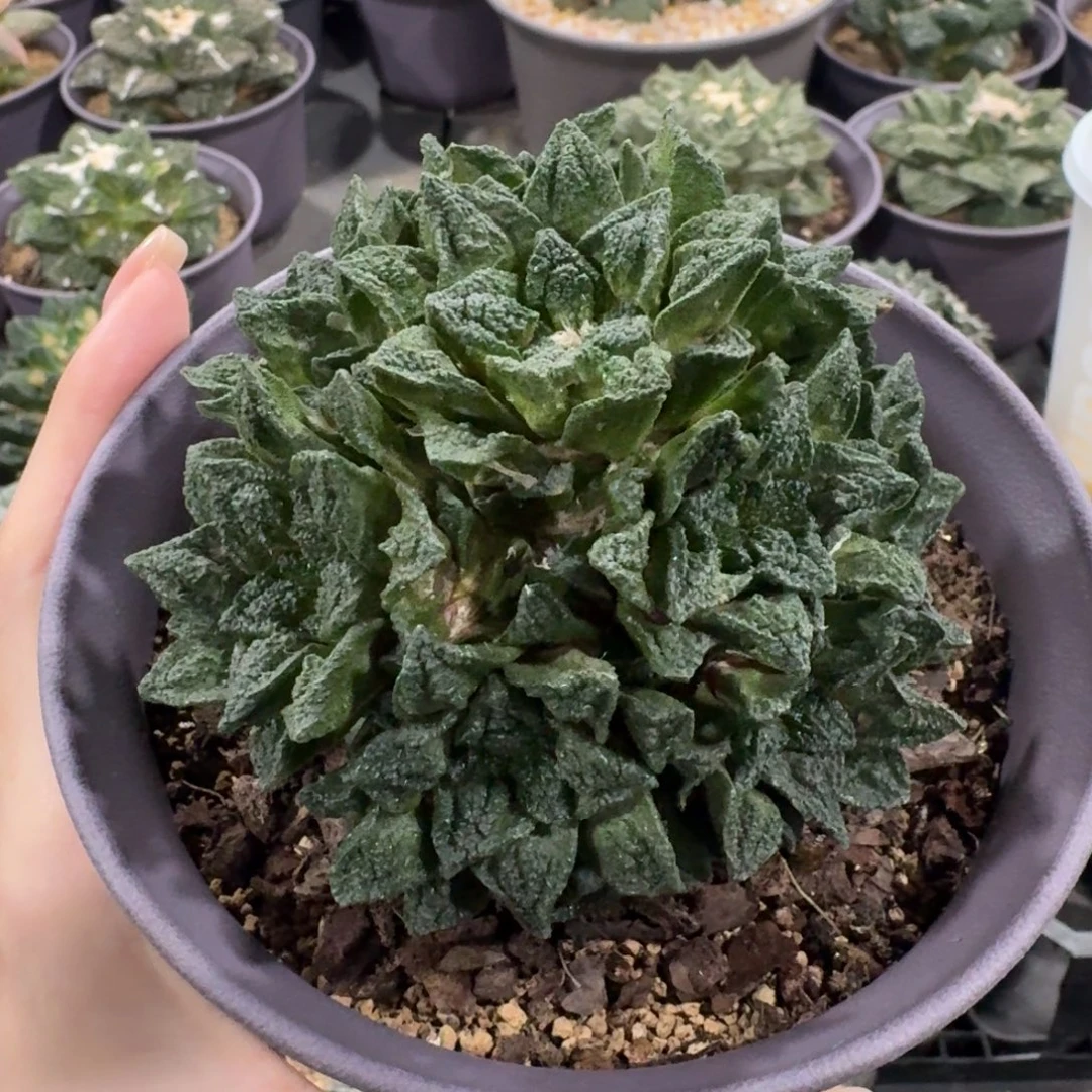 9.6cm辛顿捧花群有根