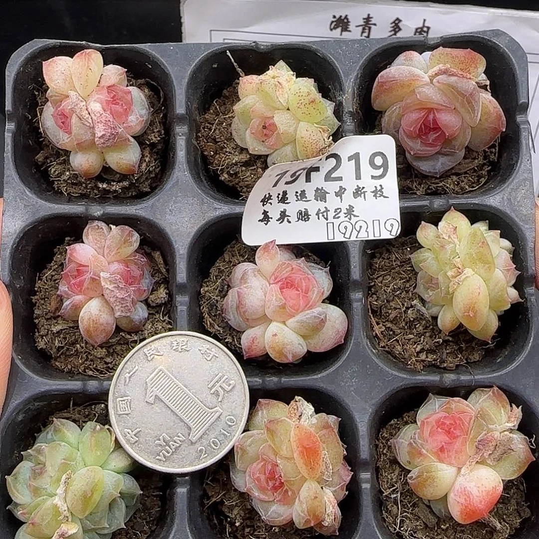 219福利九棵糖心【肉肉尺寸1-2厘米很小介意勿拍】