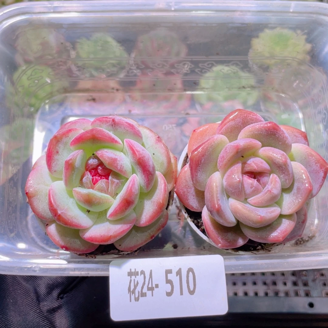 花利美24-510珍妮2颗