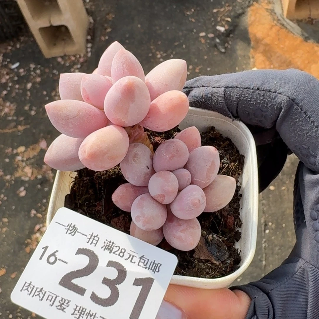 汤圆无盆土发货无盆