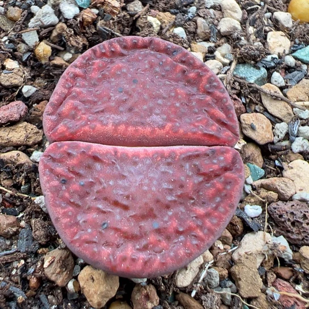 10.9好看的多肉脱土发货668