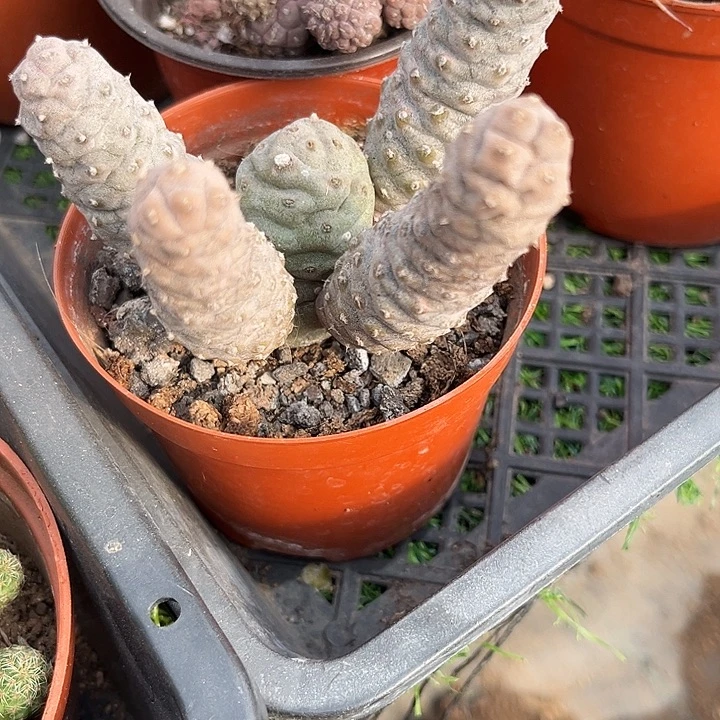 松笠团扇zzzzzzzzz