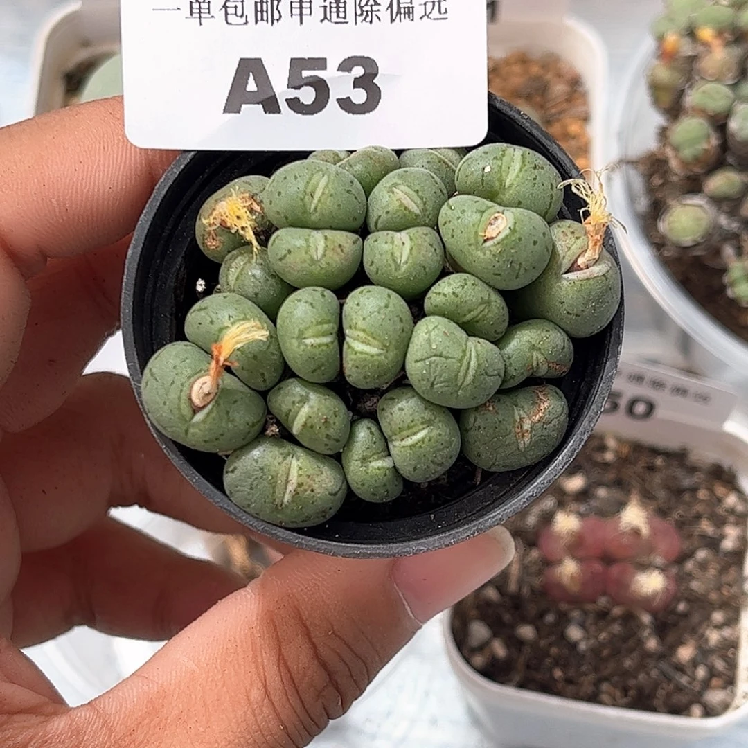 1111–番杏福利a53