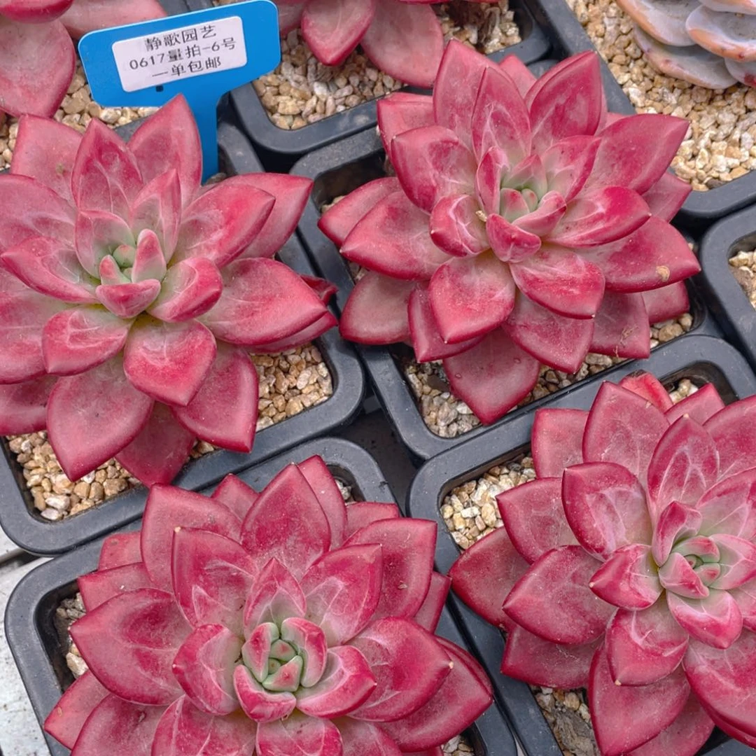 0617-6-全状态赫菲斯托一颗
