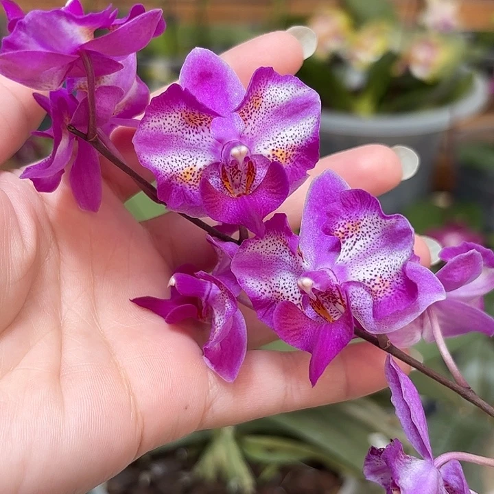 当前无花栽培后可以开花美琪花豹