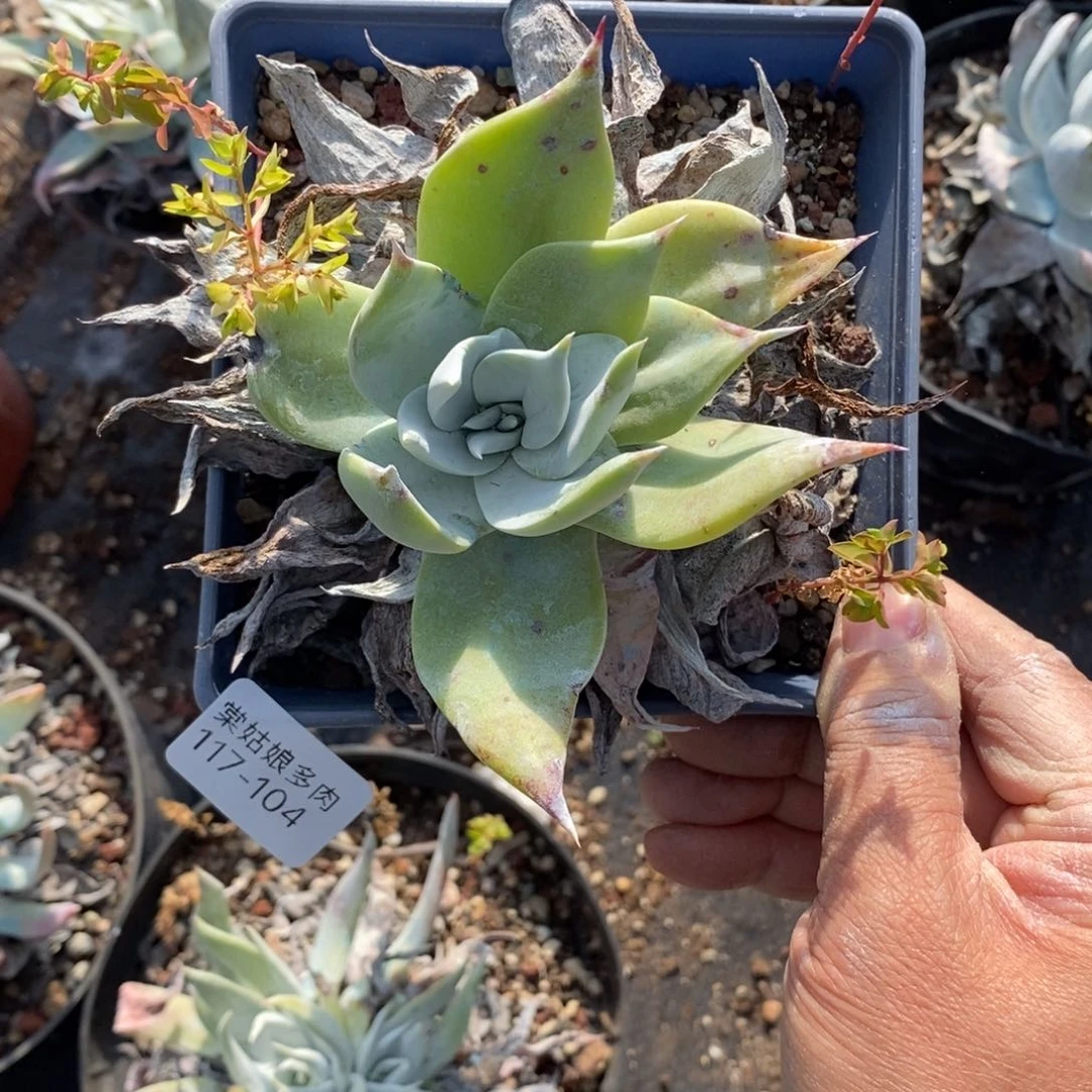 104号普西小可爱呀