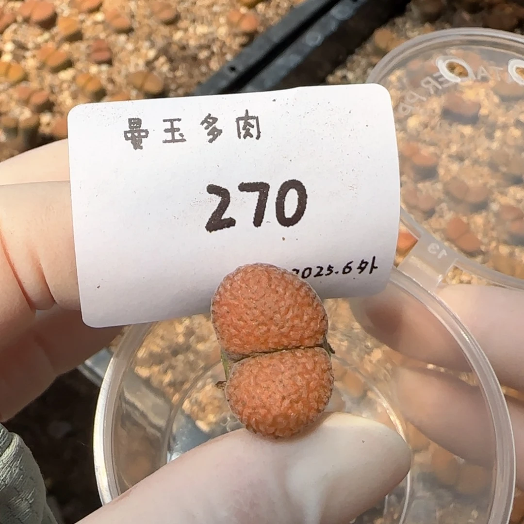 D****.多肉多肉多肉6.4-270