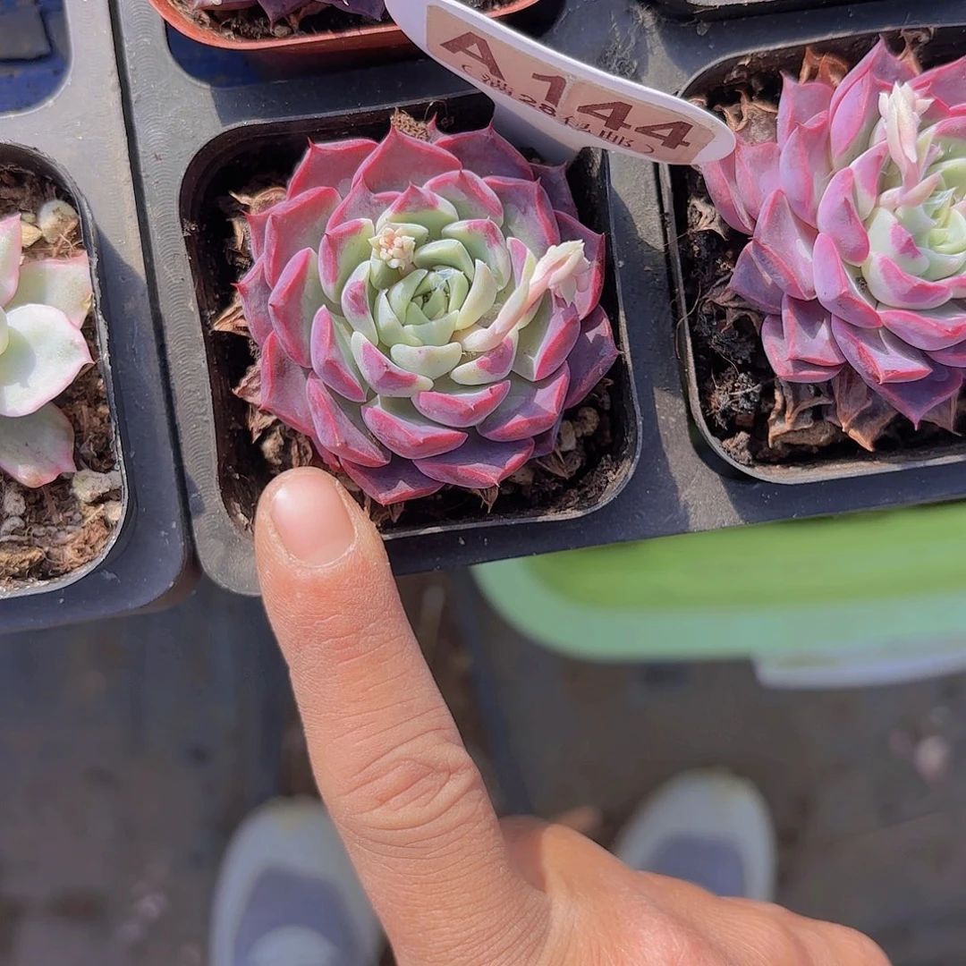 A144不知名一物一拍