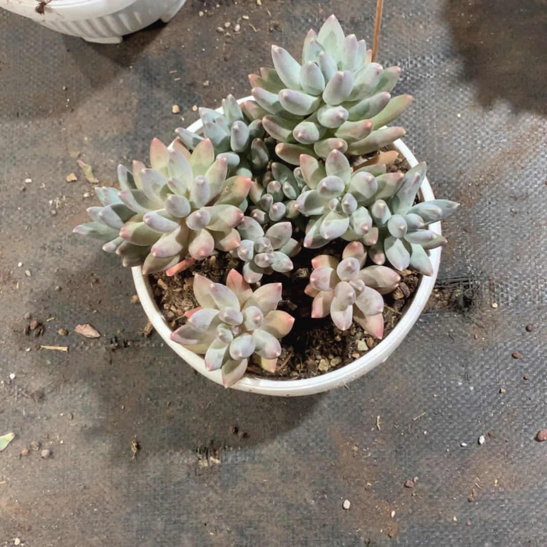 多肉植物多肉植物