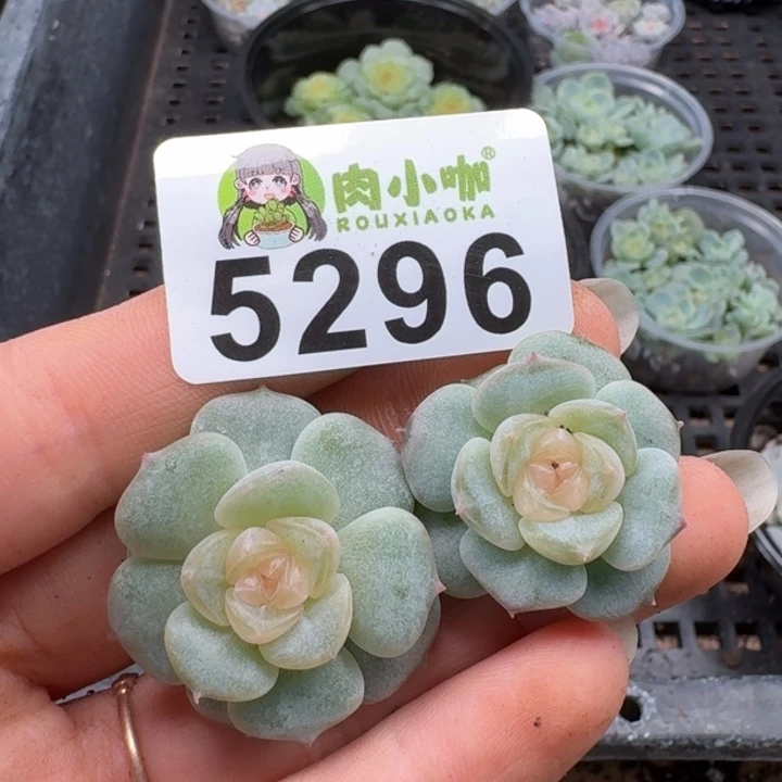 虹***多肉植物多头植物