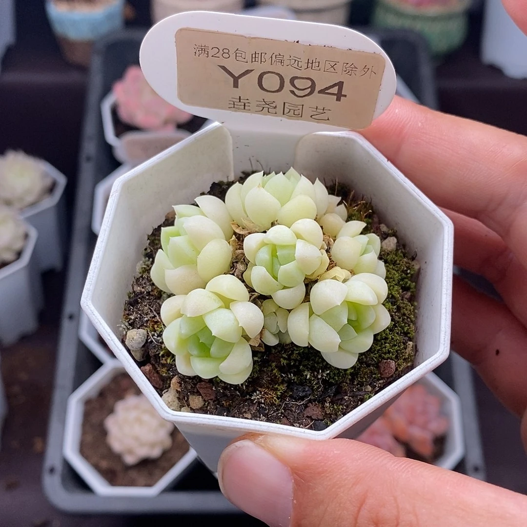 0094 白月光 4.5cm