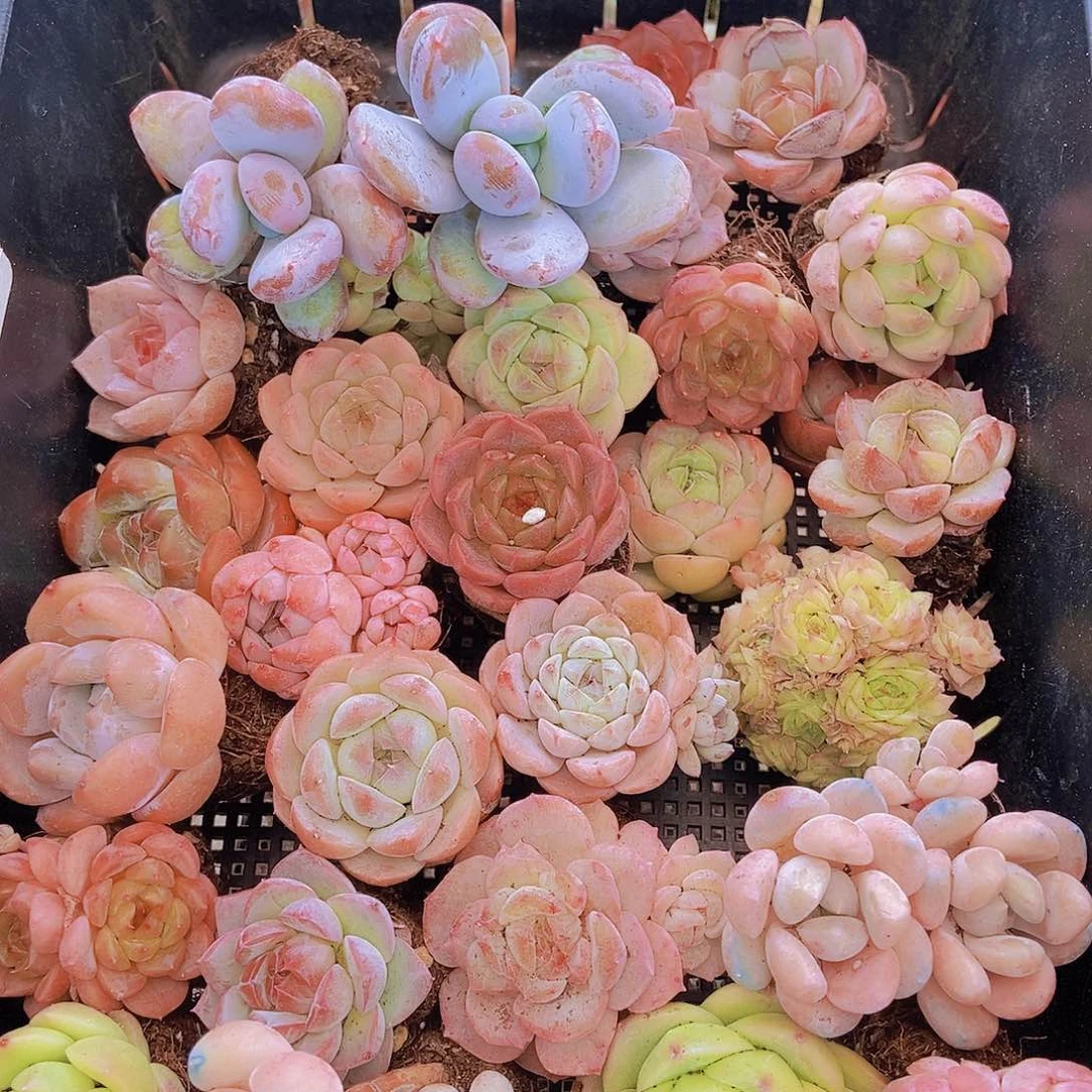 00000001量拍保底20颗