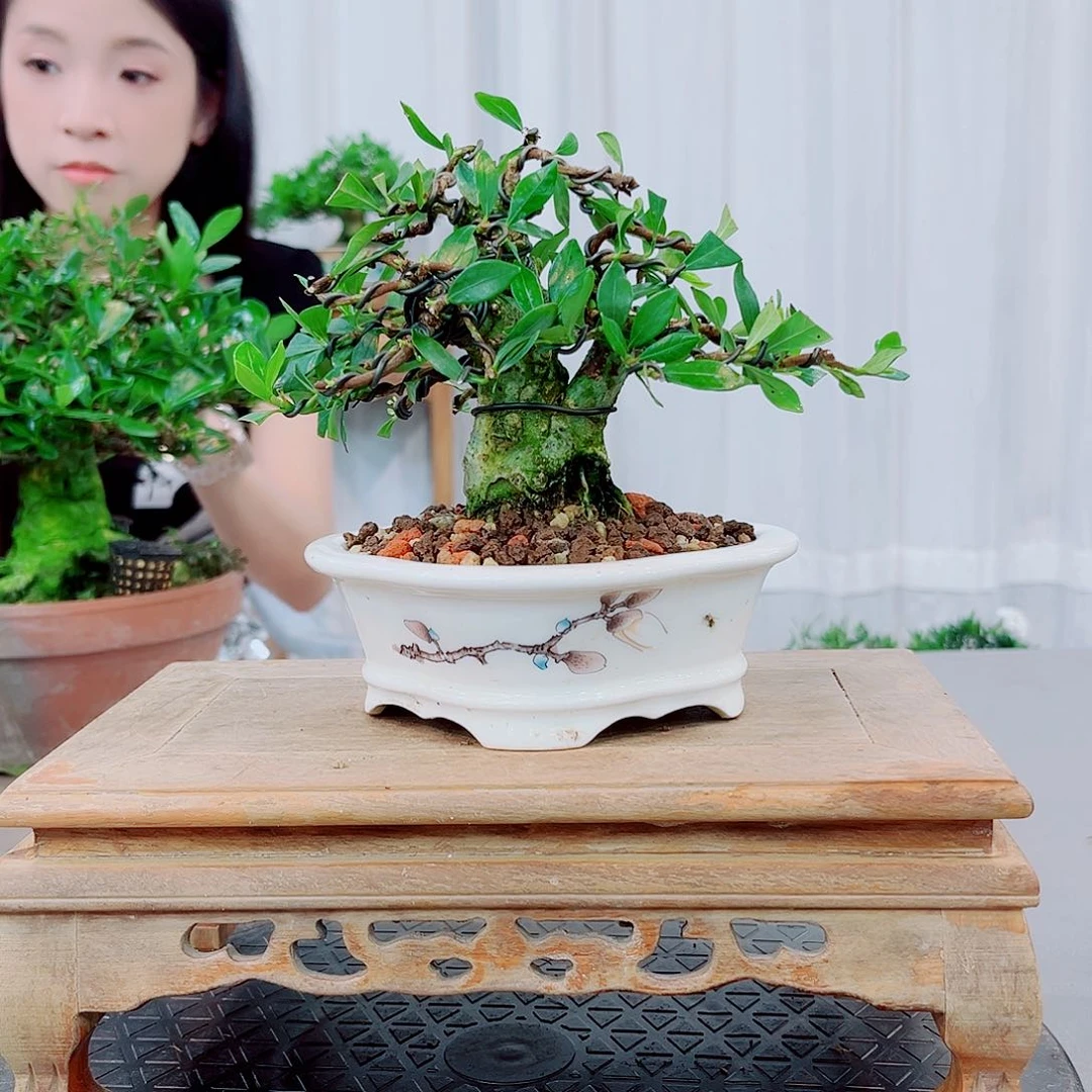 别***o清誉栀子花链接