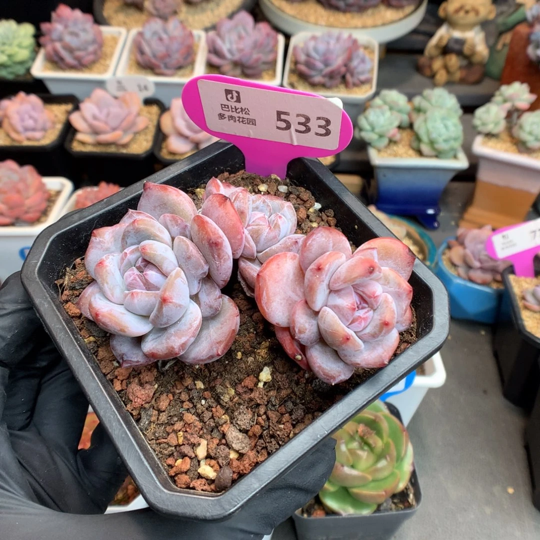533 飘枝石榴籽星影多肉