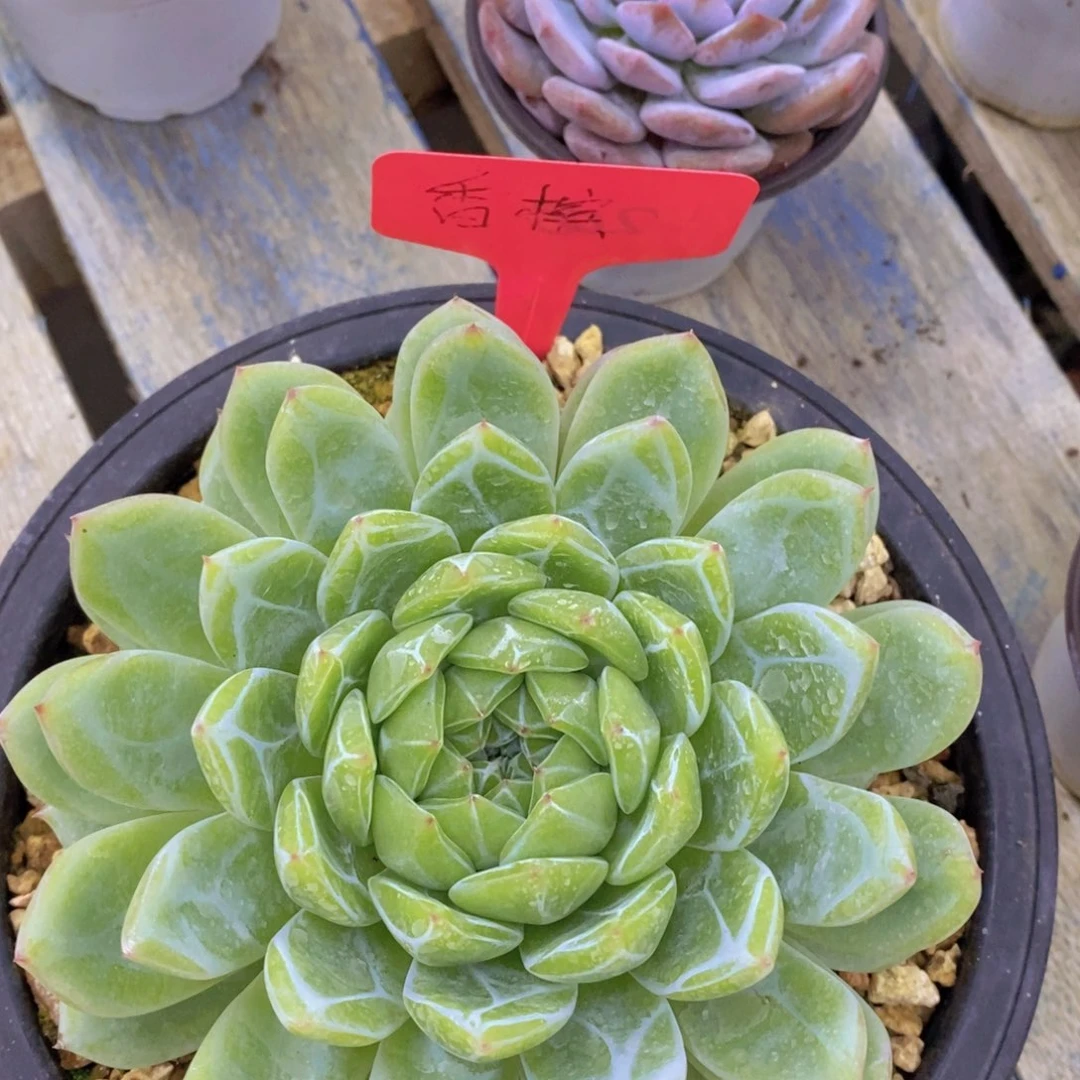 开心多肉，一物一拍，活动专场