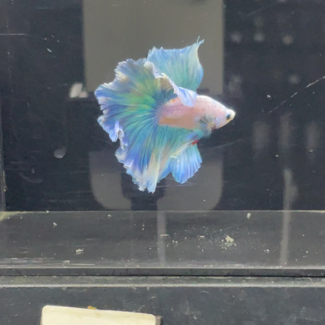 斗鱼哈次哈啊哈560