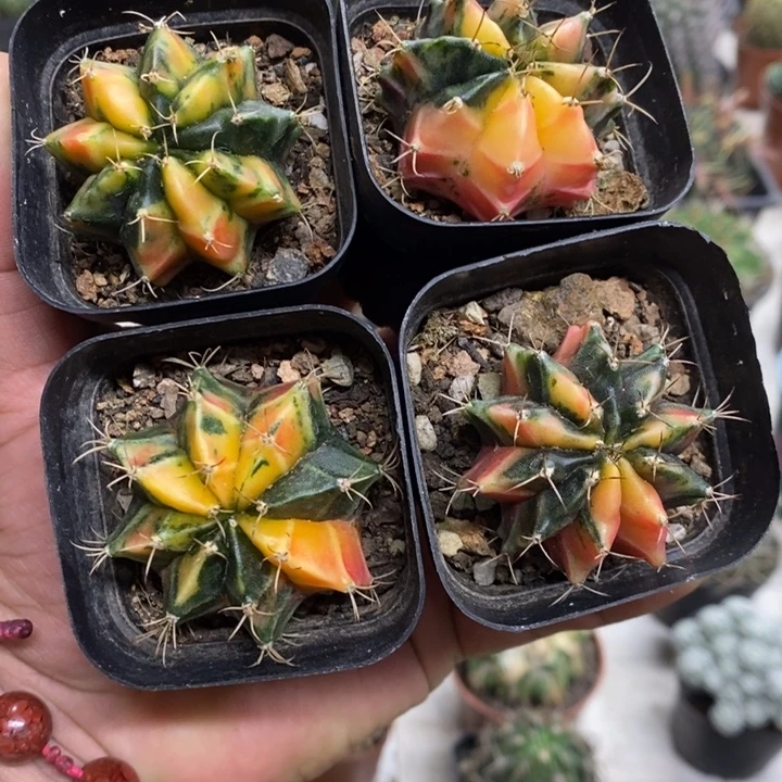 牡丹锦四颗特价福利