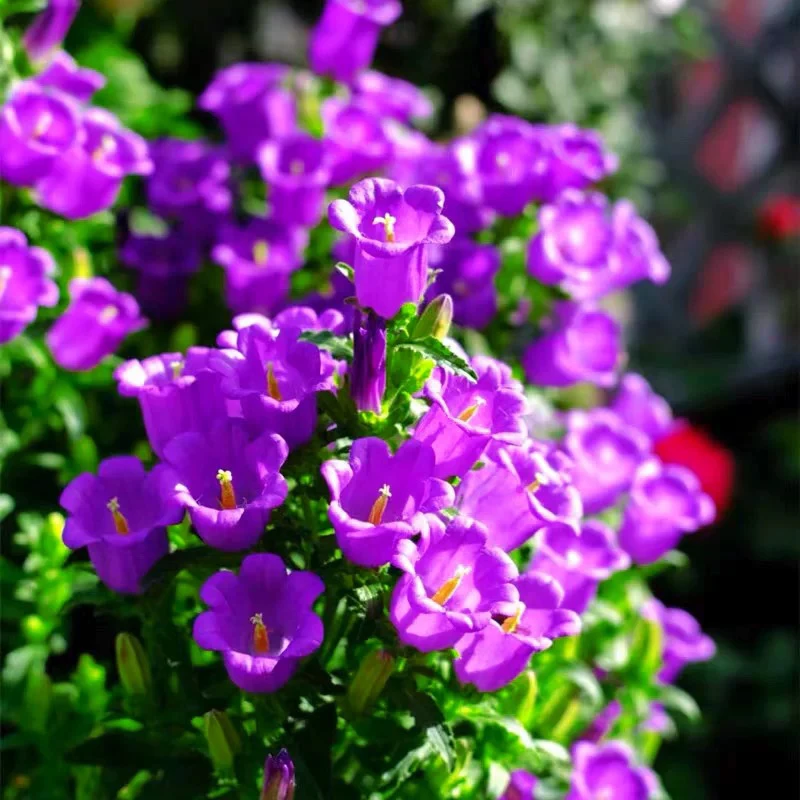 大花酒杯风铃花盆栽带花苞多年生四季开花阳台花园耐热耐寒好养护