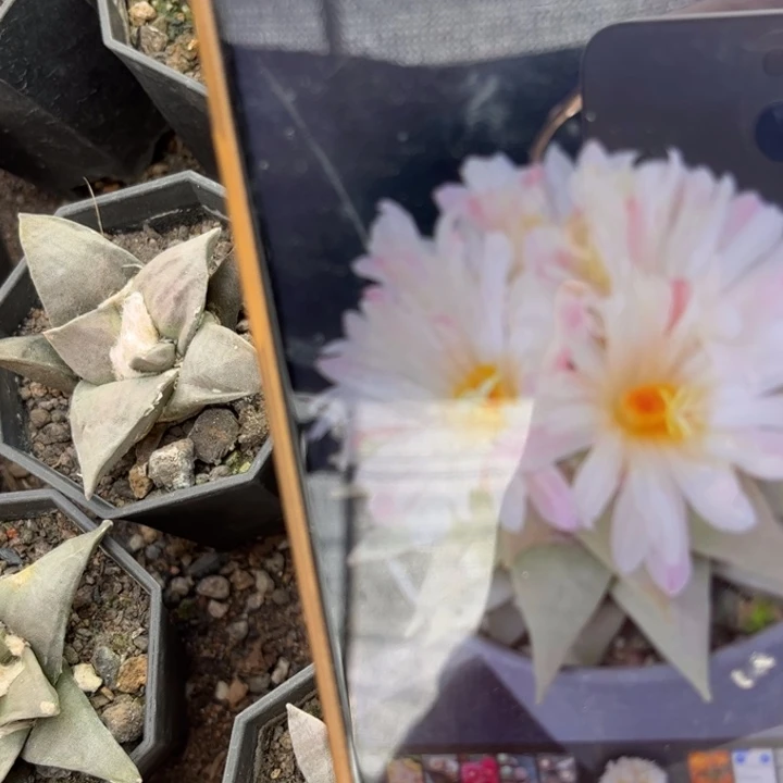 实生岩牡丹好养皮实