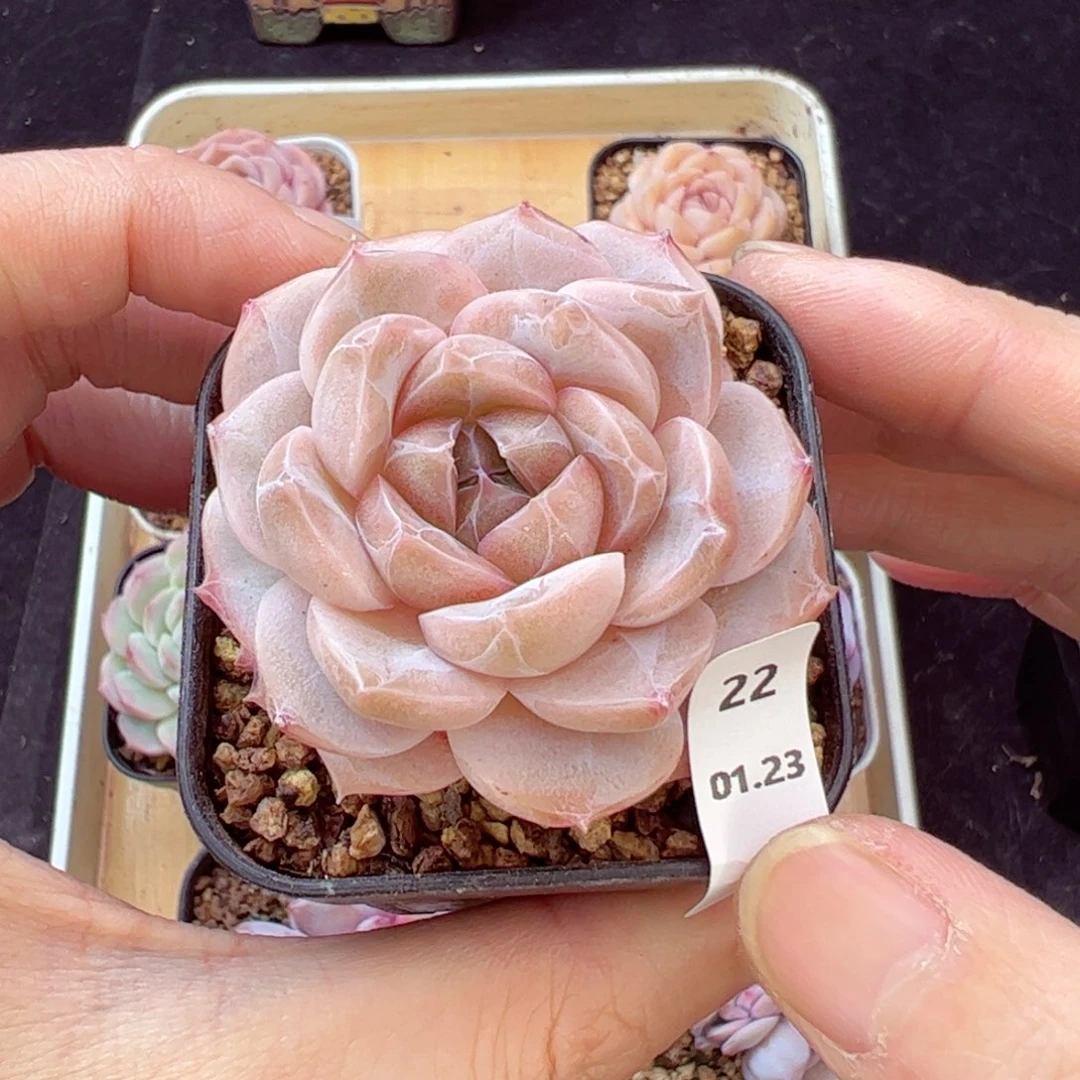 白芙22、哈哈哈哈