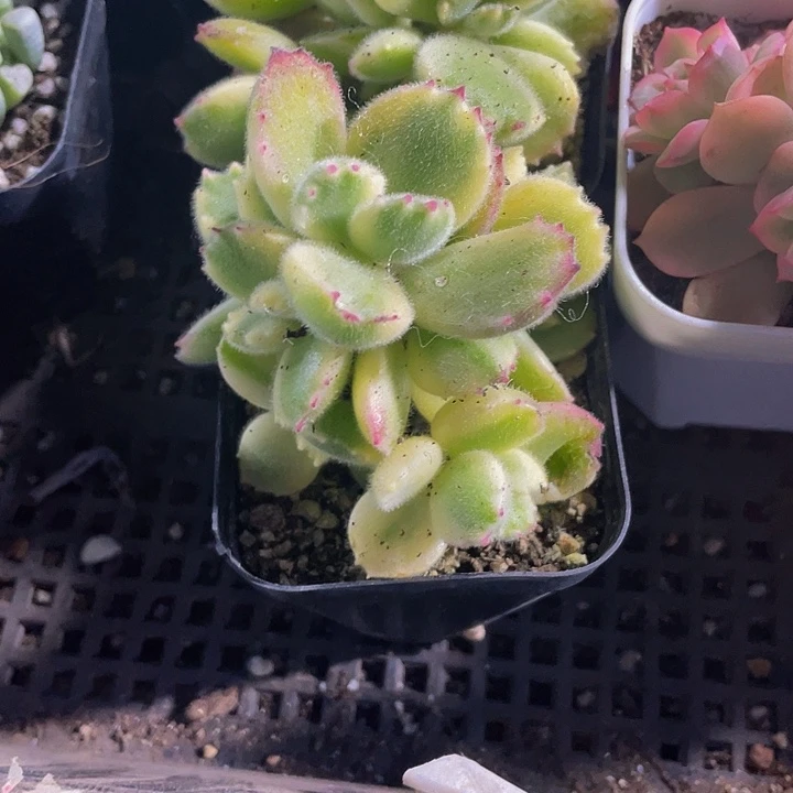 白熊2.8带盆土发