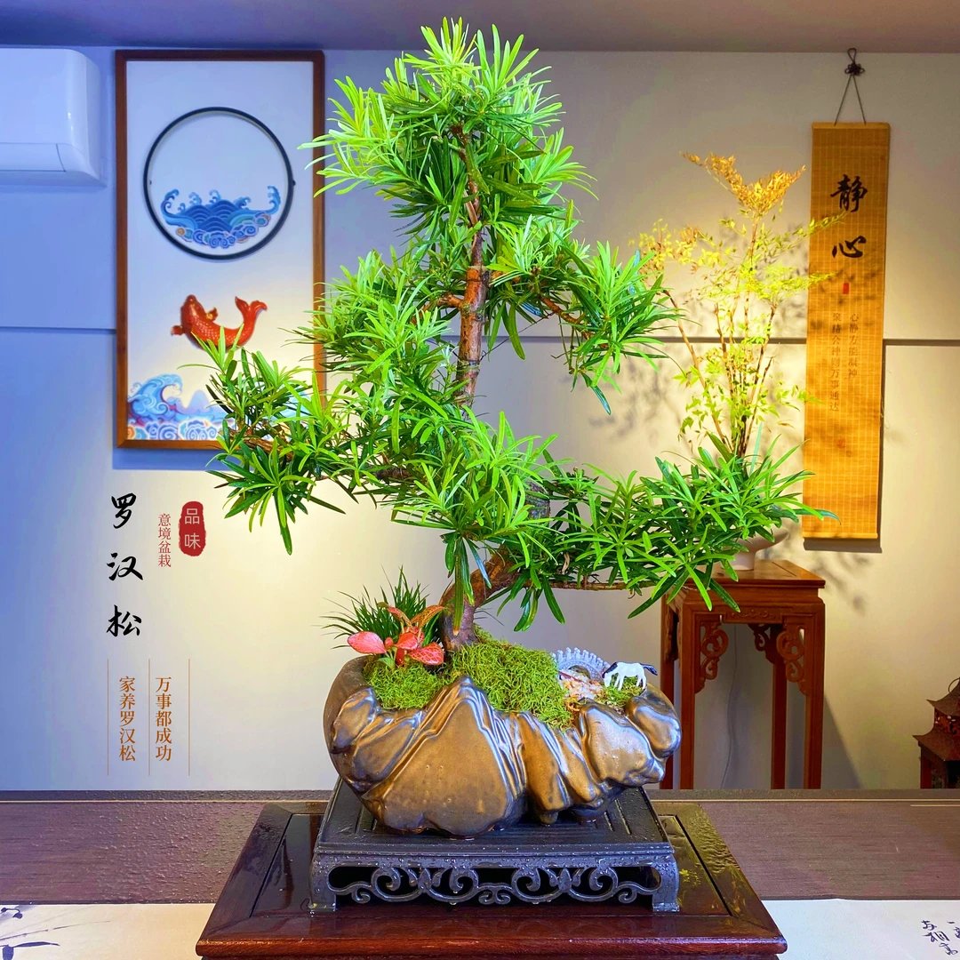 罗汉松老桩盆栽绿植室内客厅书房办公室茶桌四季好养美观装饰