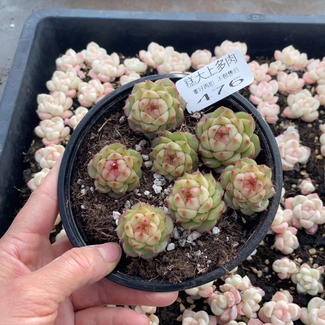 糕大上多肉植物476