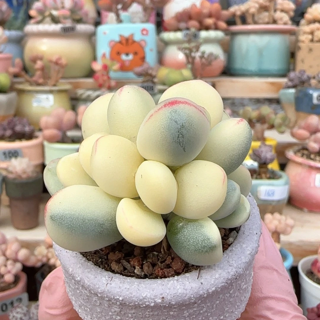 优选 乒乓福娘锦 一物一拍