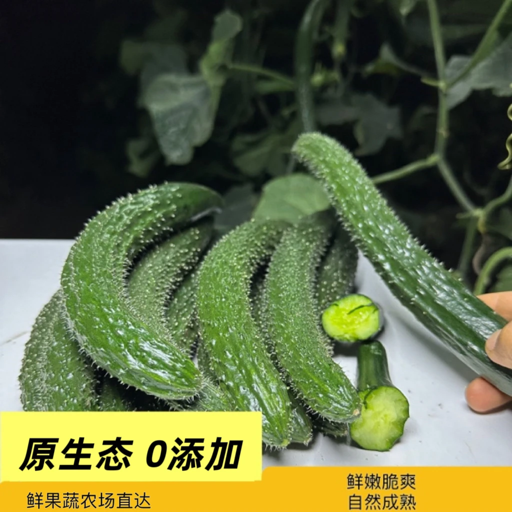 【现摘现发】农家绿心无公害当季蔬菜3/5斤原黄瓜新鲜青瓜现摘现发