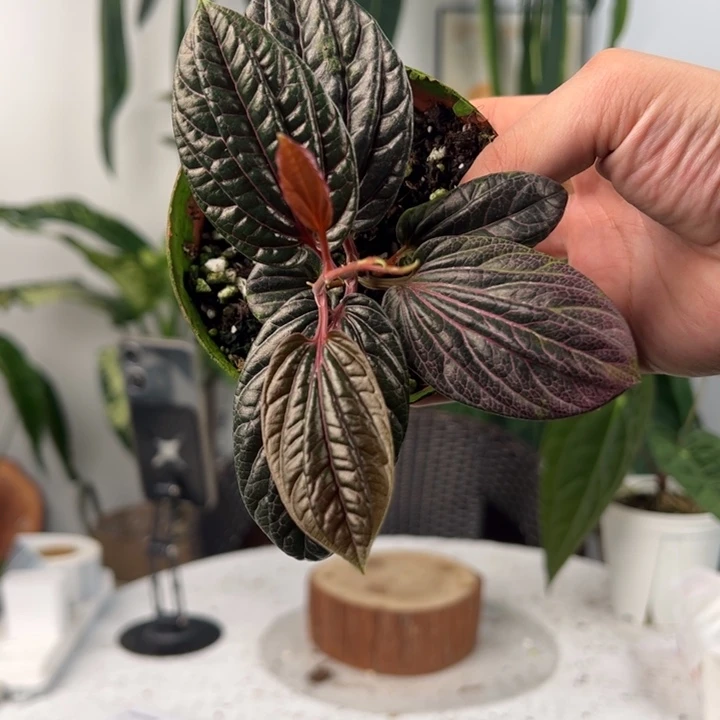 不开花植物进口椒草未知名